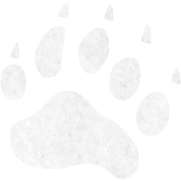 footprints bear icon