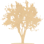 tree 21