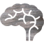 brain