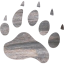 footprints bear