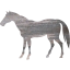 horse 4