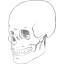 skull 38