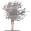 tree 15