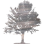 tree 18