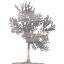 tree 23