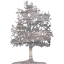 tree 26