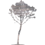 tree 34
