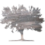 tree 59