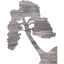 tree 67