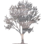 tree 68