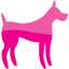 dog 31