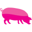 pig 4