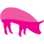 pig 5