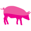 pig 6