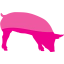 pig 7