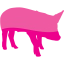 pig 8