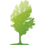 tree 17