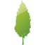 tree 50