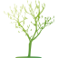 tree 7