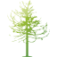 tree 79