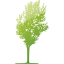 tree 80