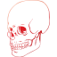 skull 38