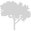 light gray tree 60 icon