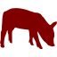 maroon pig 2 icon