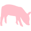 pig 2