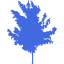 tree 71