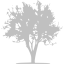 silver tree 21 icon