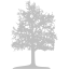 silver tree 26 icon