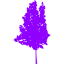 tree 35